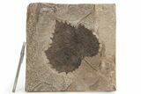 Fossil Sycamore Leaf (Platanus) - Nebraska #262312-2